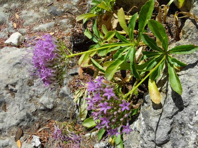 Trachelium caeruleum / Trachelio coltivato